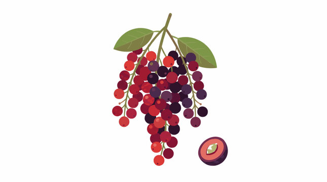 Bignay fruit bunch with green leaves and single sliced berry flat vector illustration