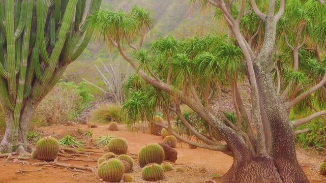 Footage filmed inside the Koko Crater Botanical Garden, located within a dormant volcanic crater on Oahu's southeastern coast, Hawaii.