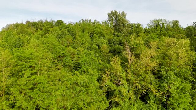 Aerial Ascending View of Lush Green Forest and Rolling Hills