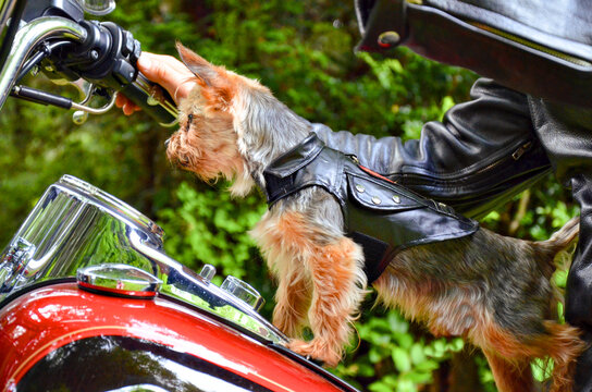 Yorkshire Terrier wearing sunglasses sitting on a motorcycle, close-up, Yorkshire Terrier on a motorcycle in a leather jacket with a helmet, Yorkshire Terrier on the back of a motorcycle in the forest