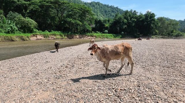 Cattle and brown cow crossing rocky riverbed beside tropical forest, forested mountain riverbank daylight, rural landscape with distant cattle, lush vegetation, natural habitat and peaceful open space