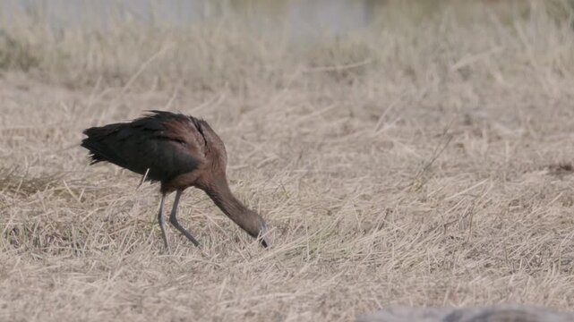 a tracking shot of a glossy ibis foraging around the edge of goas waterhole at etosha national park in namibia