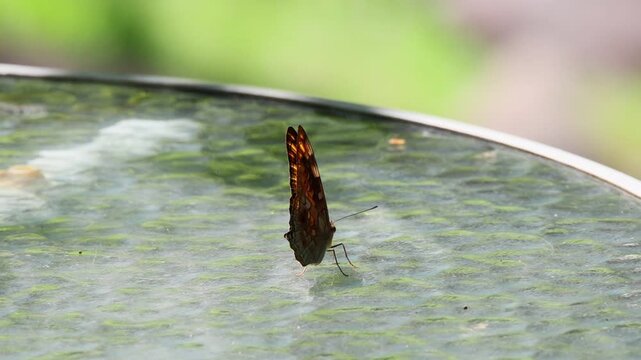 Butterfly Insect Resting on Dark Brown Wing Pattern, Weathered Glass Surface Reflection in Green Garden Nature, Delicate Antenna and Legs Creating Peaceful Outdoor Scene with Soft Daylight