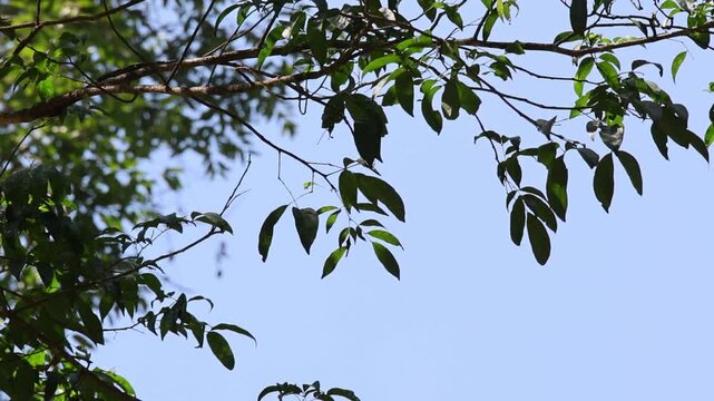 Green leafy tree branch beneath clear blue sky, natural canopy with sunlight filtering through delicate foliage, calm open outdoor atmosphere, seasonal nature imagery and peaceful space for design