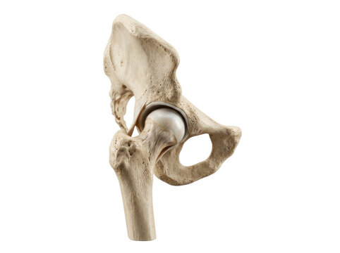 Human hip joint anatomy model with pelvis and femur bone isolated on transparent background