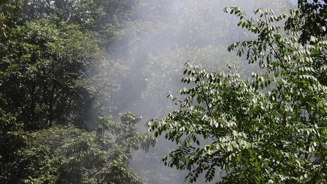 Misty Forest Canopy with Sunlight Filtering Through Lush Green Foliage, Layered Woodland Vegetation, Tropical Nature Background, Tranquil Atmosphere, Soft Natural Haze, Dense Tree Cover