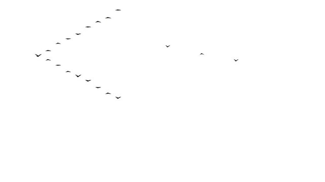 Migrating bird flock flying right to left overlay on white background
