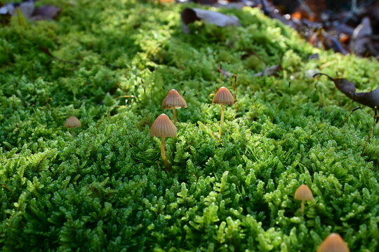 Lush green moss on the forest floor, Massanutten Mountain, Virginia