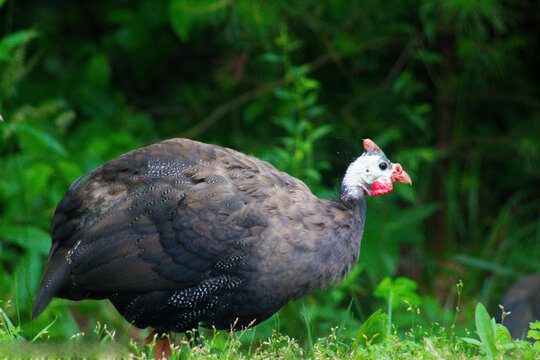 Helmeted guinea fowl in green grass