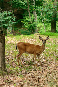 White-tailed deer doe standing in a forest clearing