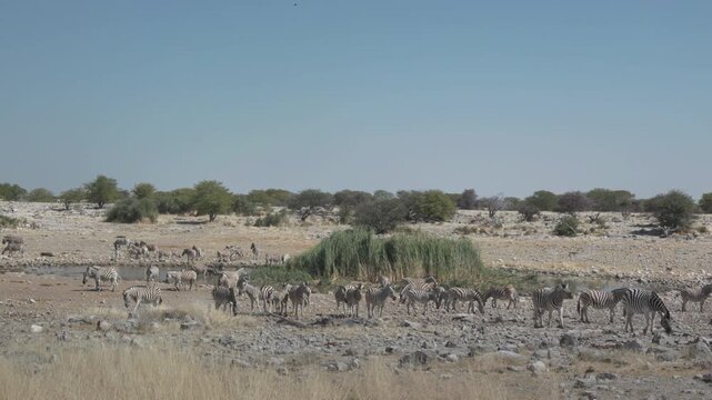 a zebra herd congregating at homob waterhole of etosha national park in namibia, africa