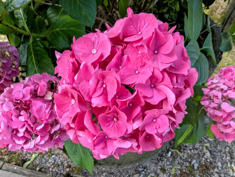 Close-up of Pink Mophead Hydrangea (Hydrangea macrophylla) Blossoms