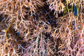 Close-up of fresh red seaweed marine algae (Eucheuma cottonii) harvested from aquaculture farm, natural background © ADP