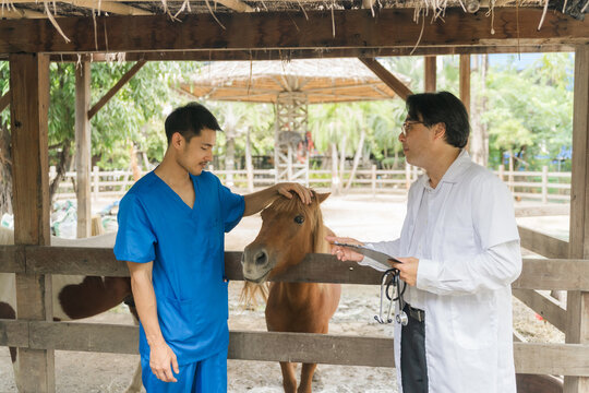 Two Asian male veterinarians in uniforms discuss and check the health of a pony at a stable, holding a clipboard and stethoscope.