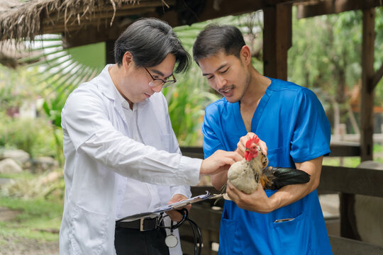 Two Asian male veterinarians in uniforms discuss and check the health of a rooster at a farm, holding a clipboard and stethoscope.