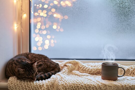 Tabby cat curled up sleeping on a knitted blanket beside a frosty window with a steaming mug and soft golden bokeh lights