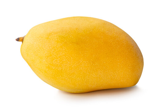 One ripe yellow mango fruit isolated on white background with clipping path