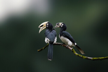 stunning wildlife portrait, female Oriental pied hornbill preening her mate on mossy branch, intimate allopreening behavior to strengthen their pair bond against dark, smooth background © happycreator