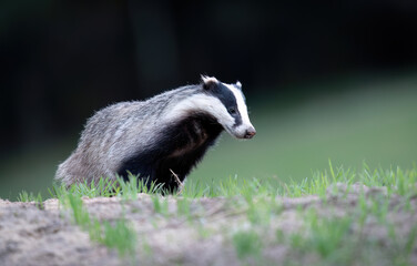 Badger close up ( Meles meles ) © Piotr Krzeslak