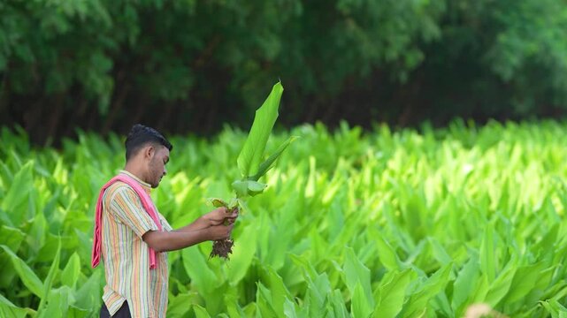 Young indian farmer observing at green turmeric agriculture field