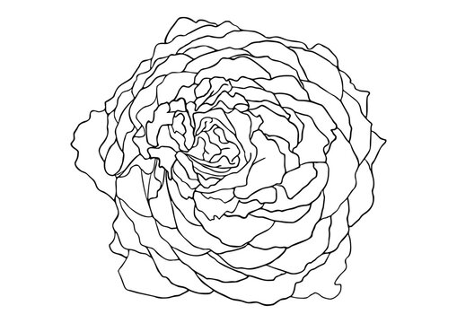 Lush bloomed ranunculus flower line art vector illustration, elegant multilayer rose continuous line drawing for wedding logo, luxury cosmetics packaging design, isolated transparent background