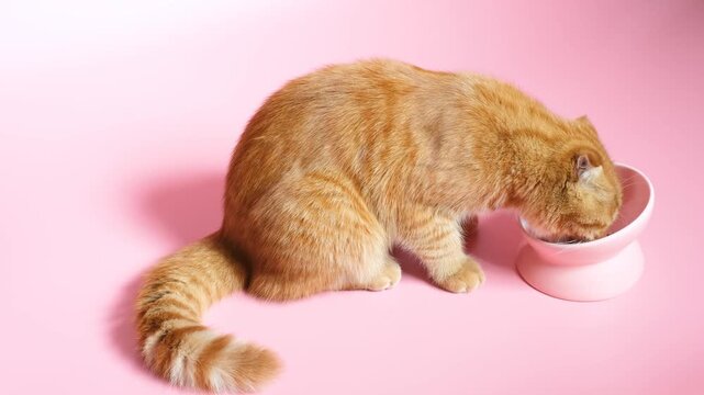 A tabby red cat eats food from a bowl on pink background close-up.