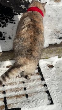 The cat came back home from a winter walk, vertical video.