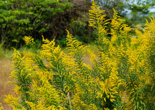 Yellow goldenrod wild flowers blooming in field Solidago canadensis in autumn nature