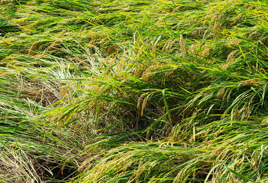 Lodged rice plants damaged by typhoon and heavy rain storm in paddy field