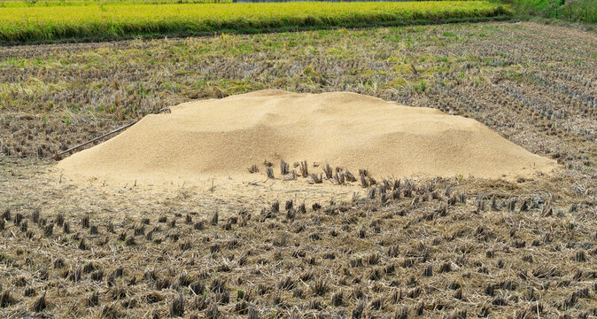 Pile of rice husks chaff mound in harvested paddy field in autumn countryside