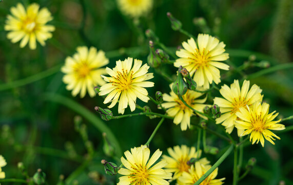 Yellow Crepidiastrum denticulatum wild flowers blooming in autumn nature