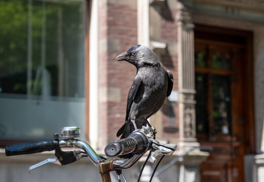 Jackdaw on bicycle handlebar in Delft city centre with brick facades and spring sunlight, Netherlands