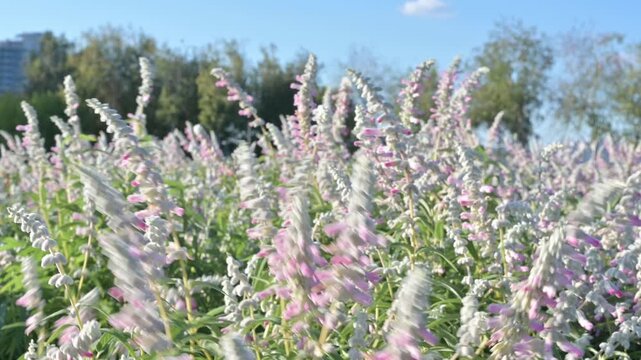 푸른 하늘 아래 바람에 흔들리는 분홍빛 멕시칸 세이지 꽃들(Pink mexican bush sage flowers swaying in the wind under blue sky in Korea.)