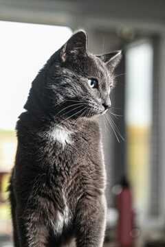 Chat