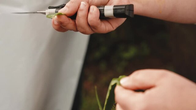 Close view of hands in a chef jacket slicing the green skin off a strip of aloe vera leaf with a folding knife, exposing the clear gel inside.