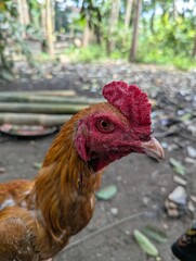 free range chicken © Mr_zaq