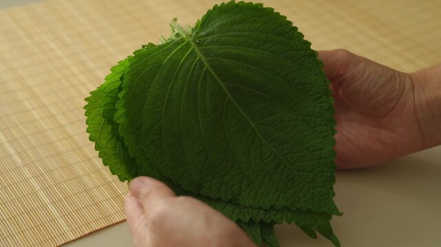 Hands holding a stack of fresh green perilla leaves on a bamboo placemat