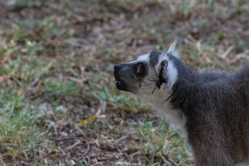 ring tailed lemur catta © AlexTow