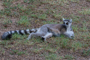 ring tailed lemur lying down on the ground © AlexTow