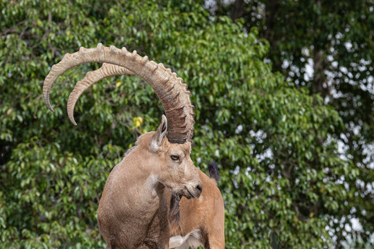 wild goat with big horns