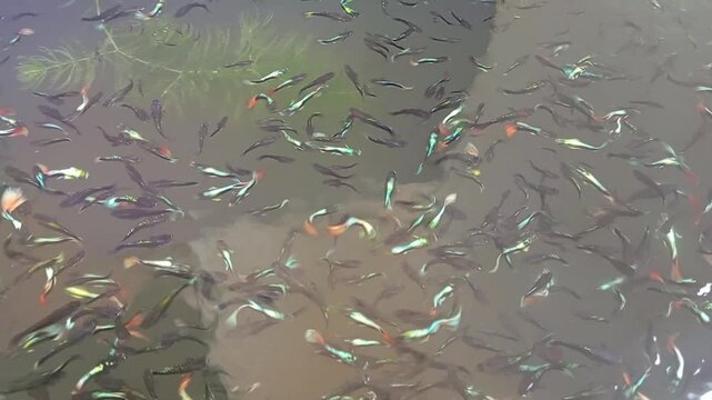 Large School of Small Guppy Fish Swimming Together in Murky Freshwater Pond Representing Aquatic Wildlife and Natural Ecosystems