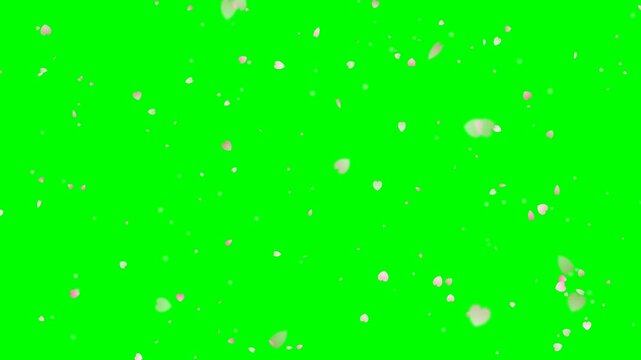 White flower petals falling slowly on a green screen background