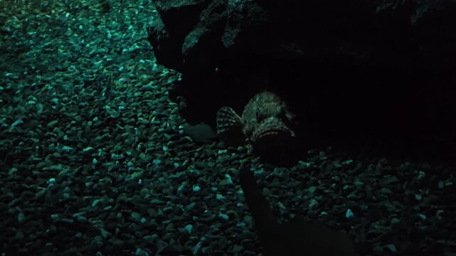 Camouflaged Stonefish Hiding on Pebbled Seabed in Dark Aquarium Tank.