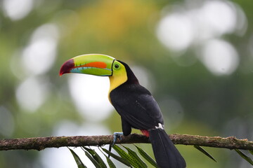 Keel-billed Toucan Perched on Branch in Tropical Rainforest of Costa Rica © Soaps