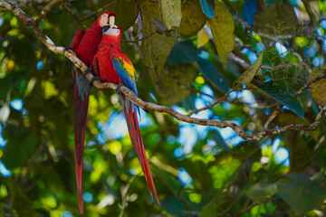 Two Red Macaws Nuzzling Together on a Tree Branch, Costa Rica © Soaps