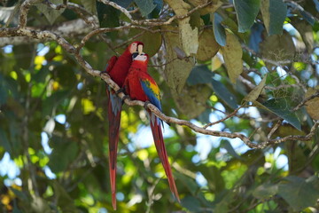 Two Red Macaws Nuzzling Together on a Tree Branch, Costa Rica © Soaps