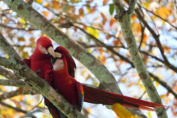 Two Red Macaws Nuzzling Together on a Tree Branch, Costa Rica © Soaps