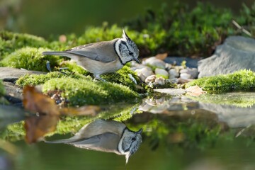 A crested tit sits by a forest pond and drinks water. A cute crested tit in the nature habitat. Wildlife scene with a crested bird. Lophophanes cristatus.  © Monikasurzin
