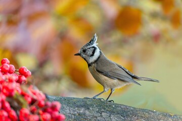 A crested tit sits on a branch and eats red berries. A cute crested tit in the nature habitat. Wildlife scene with a crested bird. Lophophanes cristatus.  © Monikasurzin