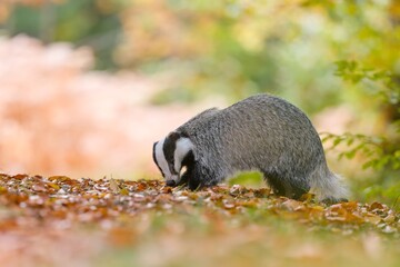 A european badger looks for food in autumn forest. A eurasian badger in the nature habitat. Wildlife scene with a european badger. Meles meles © Monikasurzin